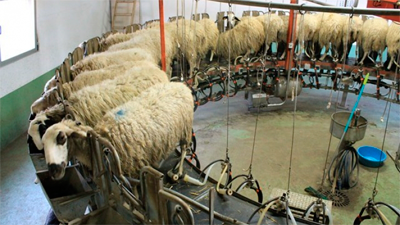 El ovino, ejemplo de unión para vender su leche