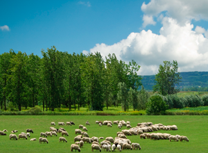Israel interesado por el ovino y el vacuno de Castilla y León