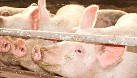 Bruselas confía en que Rusia levante su veto al porcino europeo en las próximas horas
