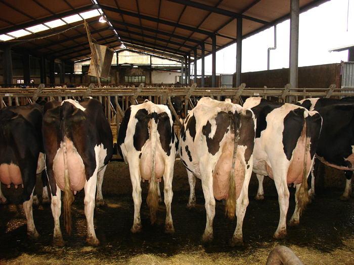 UPA exige contratos obligatorios de 12 meses para evitar una “hecatombe” en el sector lácteo