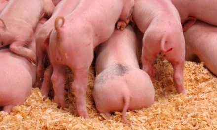UP denuncia que veto ruso en UE provoca caída del precio del cerdo en Lleida