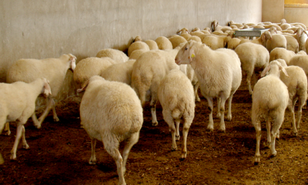 Los ganaderos de ovino y caprino piden más control en el etiquetado