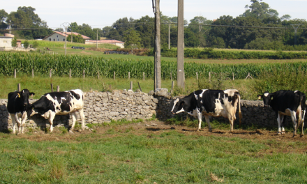 Detectado genotipo 2 de BVD en una vaca de Galicia