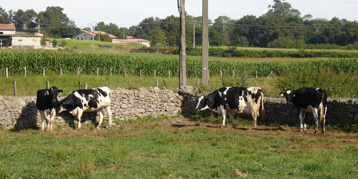 Detectado genotipo 2 de BVD en una vaca de Galicia