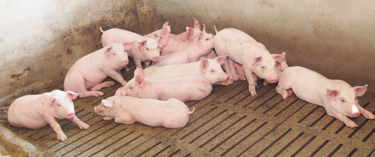 España solicita ayudas para almacenar 15.054 toneladas de porcino