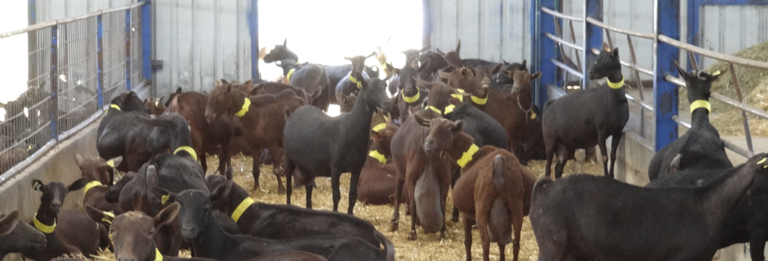 CAPRITEC: un modelo de optimización sanitaria y productiva en el sector caprino lechero de Andalucía