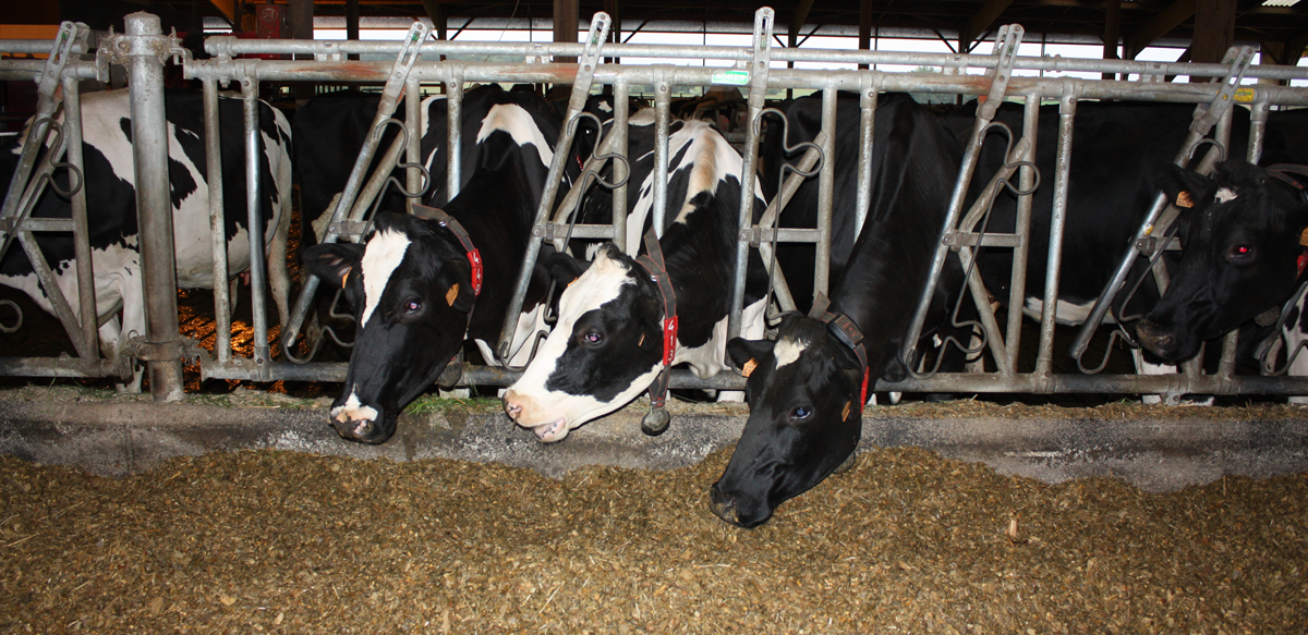 España confía en que la CE decida la próxima semana apoyar al sector lácteo y hortícola