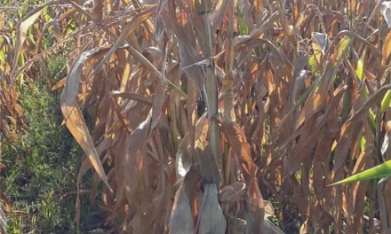 Estudio sobre la presencia de micotoxinas en la cosecha 2015 de maíz en España