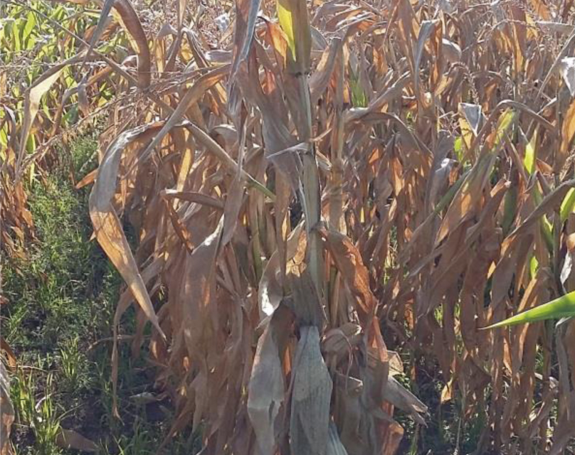 Estudio sobre la presencia de micotoxinas en la cosecha 2015 de maíz en España