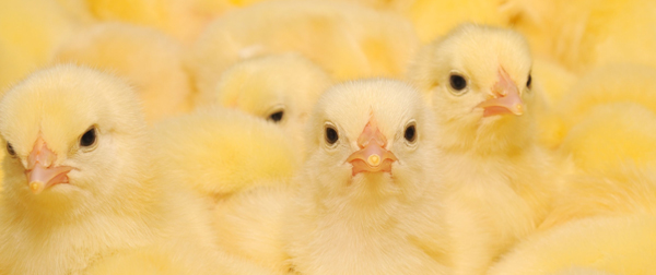 Las Fuentes de Zn afectan al rendimiento en pollos
