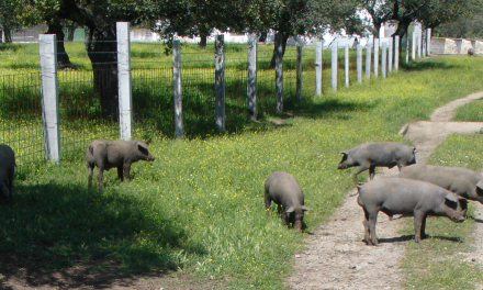 MSD Animal Health forma a los profesionales del cerdo Ibérico en Zafra