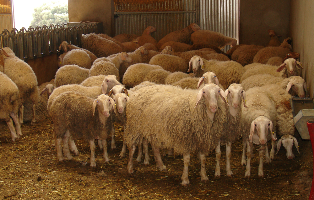 INTEROVIC analizará el presente y futuro de la carne de ovino y caprino