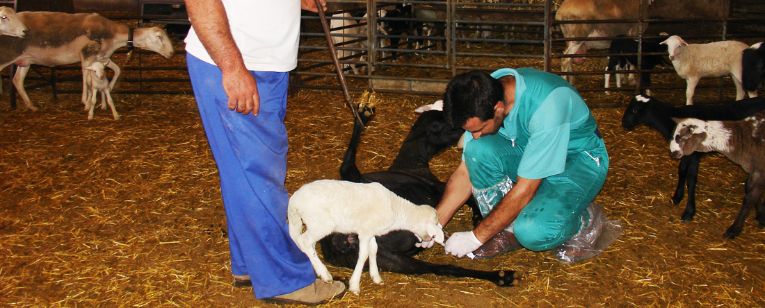La Organización Colegial Veterinaria, muestra su preocupación por el despido de veterinarios en la empresa pública TRAGSA