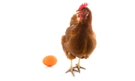 Nanta presenta un innovador producto “Ponedoras Lame” para optimizar el arranque de puesta de las gallinas ponedoras