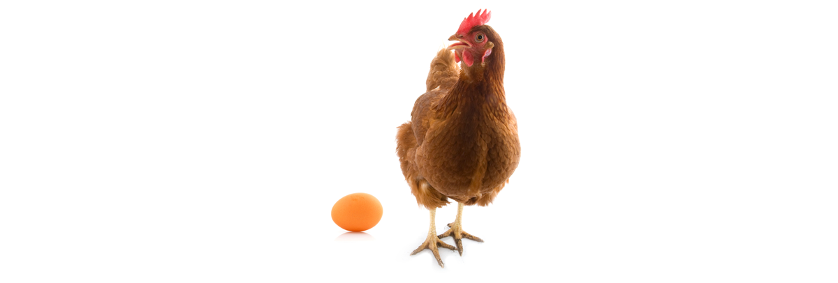 Nanta presenta un innovador producto “Ponedoras Lame” para optimizar el arranque de puesta de las gallinas ponedoras