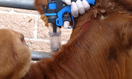 Mejor uso posible de los antibióticos en ganadería