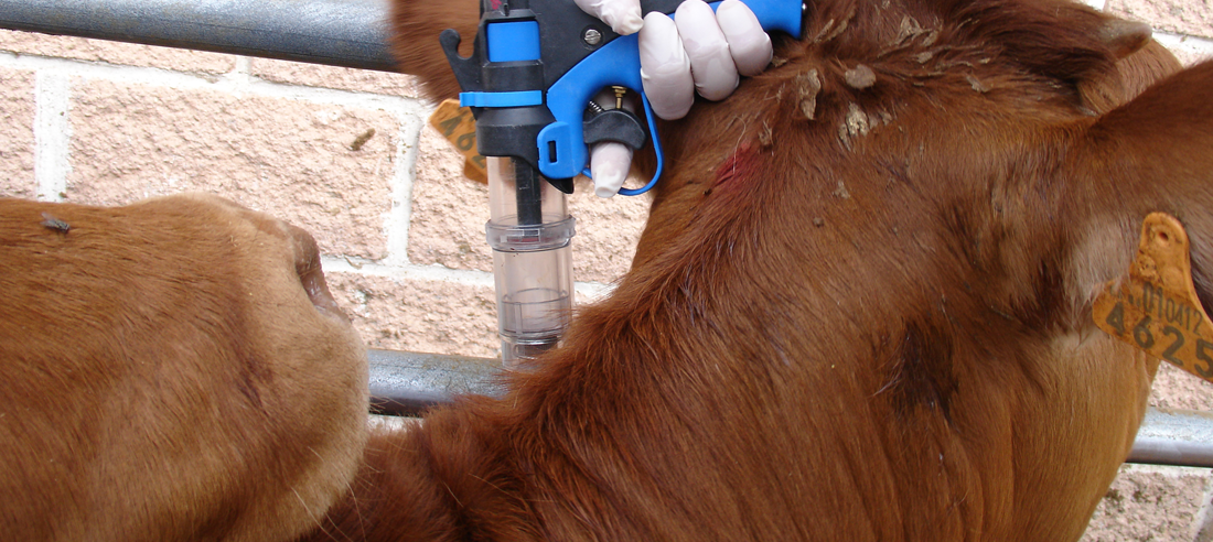 Mejor uso posible de los antibióticos en ganadería
