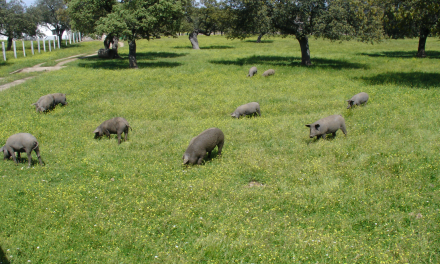 En censo de las granjas de cerdo ibérico ha crecido un 70% en los últimos 5 años
