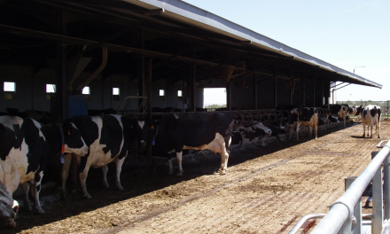 El estrés por calor aumenta el riesgo de cetosis en vacas lecheras