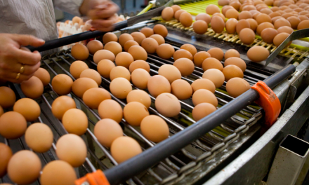 Marruecos abre su mercado al huevo en cáscara español
