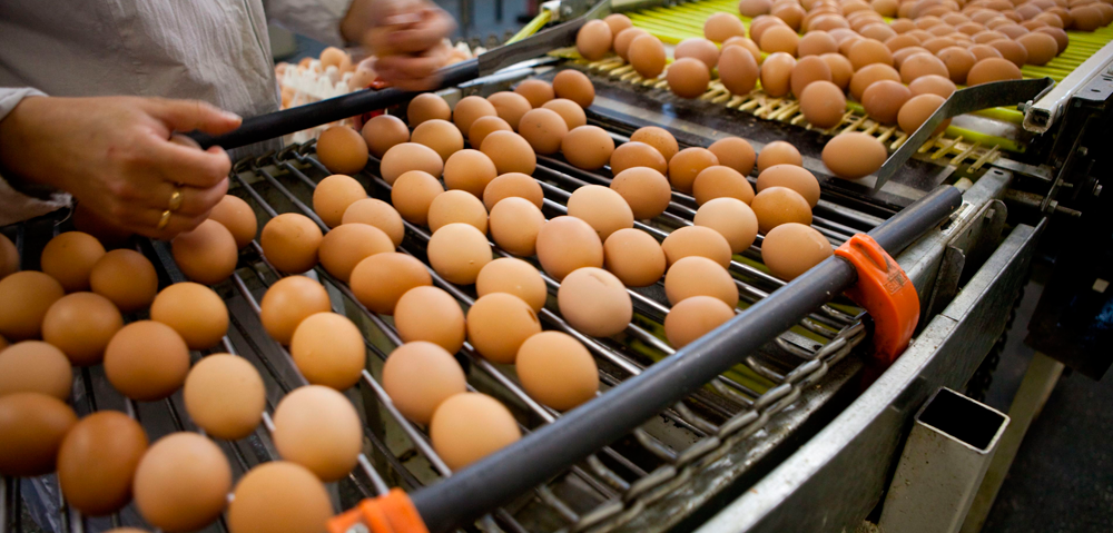 Marruecos abre su mercado al huevo en cáscara español