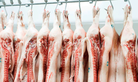 Sigue subiendo la cotización de cerdo en Mercolleida