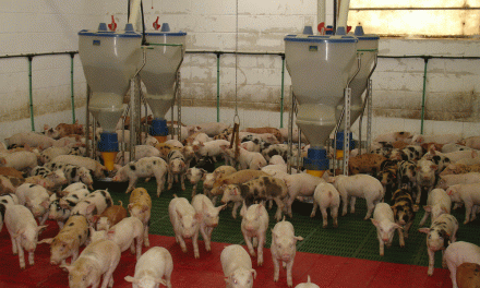 Subida imparable de la cotización del cerdo en Mercolleida