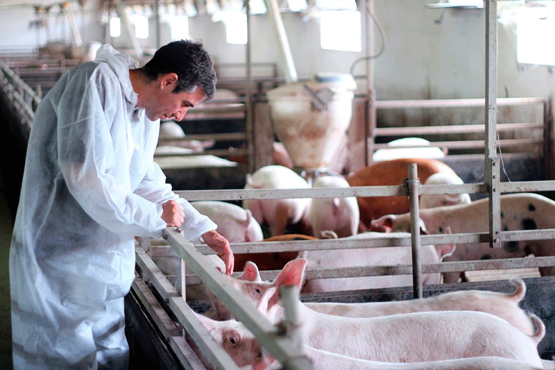 La Junta concluye que el 80% de las granjas de porcino en CyL tiene niveles de bioseguridad altos