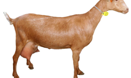 Más de 800.000 euros para el plan de mejora genética de la cabra malagueña