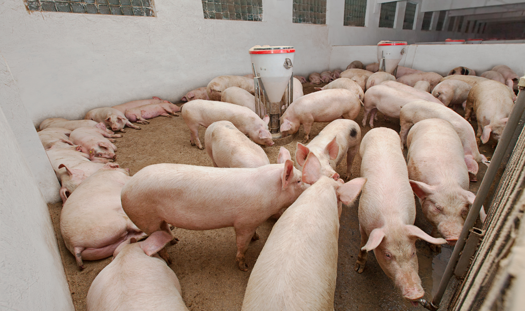 El sector porcino aragonés, visto por veterinarios, ganaderos y animalistas