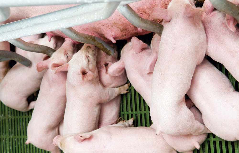 La cotización del cerdo supera la barrera del 1,40 €