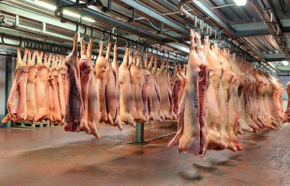 El precio del porcino cae cerca de un 10 % en España a lo largo de 2017