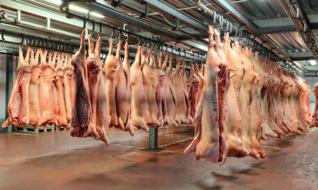 Se disparan las ventas de carne de cerdo de España en el mundo