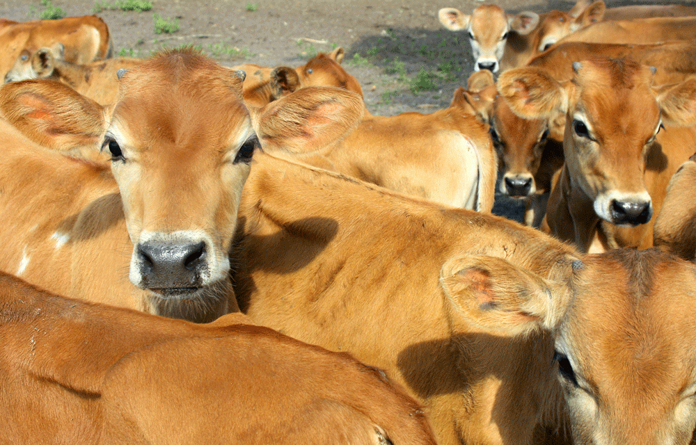 La exportación de carne bovina argentina creció el 20% en el primer semestre