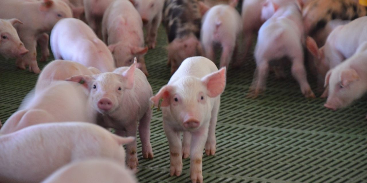 El Gobierno murciano y El Pozo afirman cumplir la ley frente a las imágenes de sufrimiento de los cerdos de una granja murciana en el programa Salvados