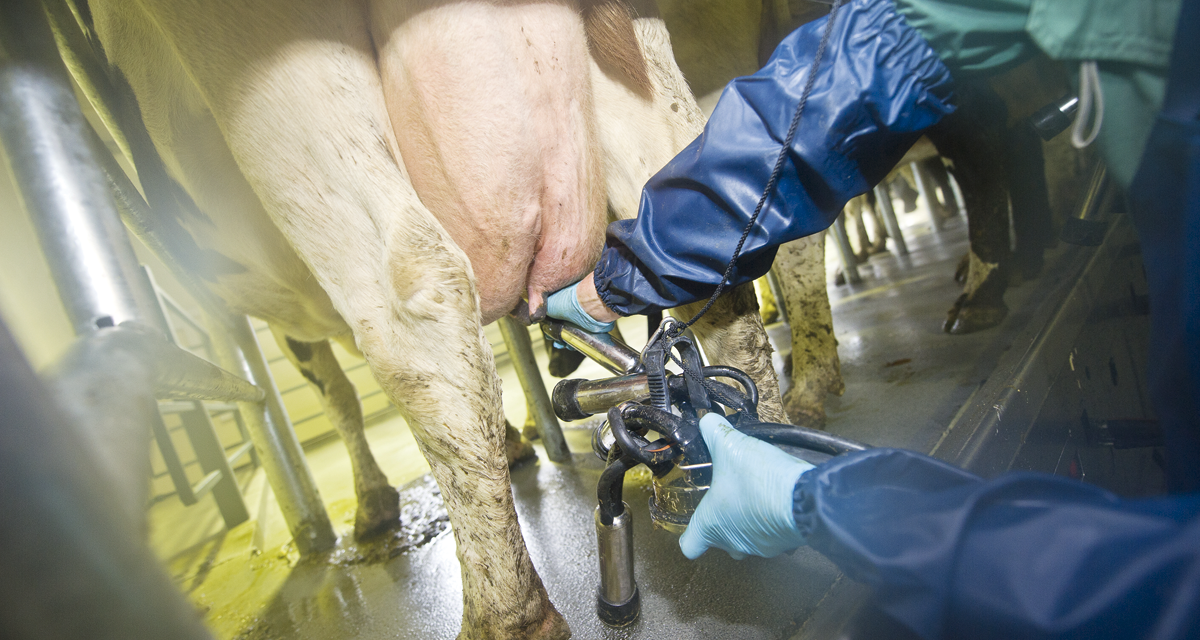 Cientos de ganaderos se suman a una demanda contra las lácteas acusadas de formar un cártel