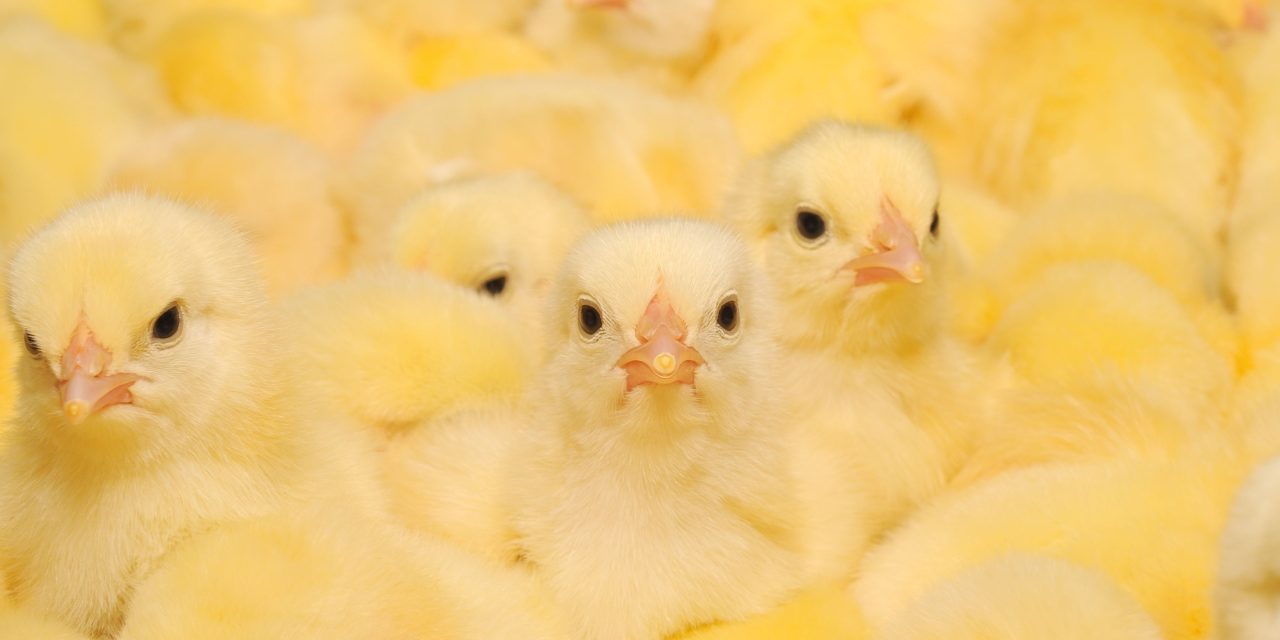 El sector insiste: Está prohibido que la carne de pollo tenga residuos antibióticos