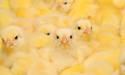El sector insiste: Está prohibido que la carne de pollo tenga residuos antibióticos