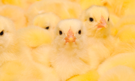 Boehringer Ingelheim invertirá 65 millones de euros en vacunas aviares