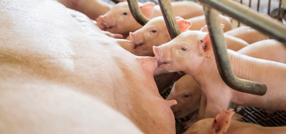 Joaquím Segalés y MSD Animal Health lanzan el reto sobre circovirus porcino tipo 2