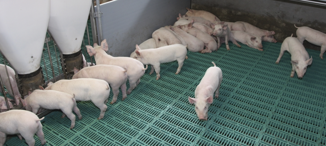 Aragón crea dos grupos operativos para impulsar la I+D+i en sanidad y bienestar animal en el porcino