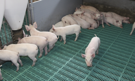 Comunicado de prensa de la Asociación de Veterinarios de Porcino de Cataluña (AVPC)