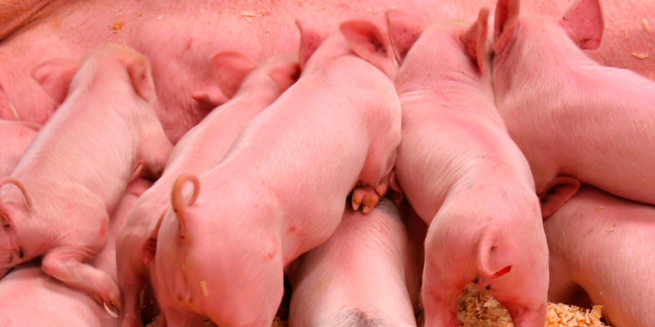 El Gobierno estudia un nuevo marco normativo de ordenación de granjas de porcino intensivo