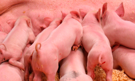 El Gobierno estudia un nuevo marco normativo de ordenación de granjas de porcino intensivo