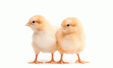 Elanco organiza tres webinars sobre el futuro de la seguridad alimentaria en la producción avícola