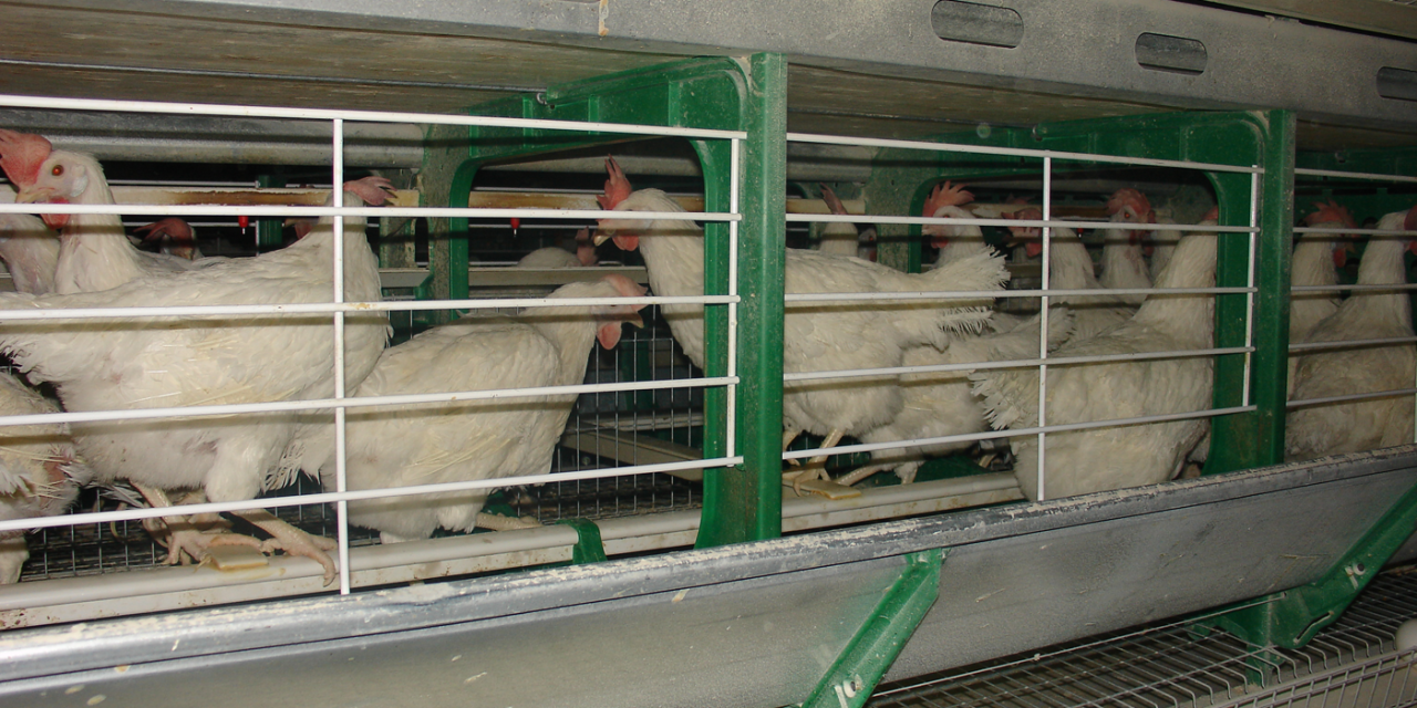 Servicios Zoetis de campo para la industria avícola