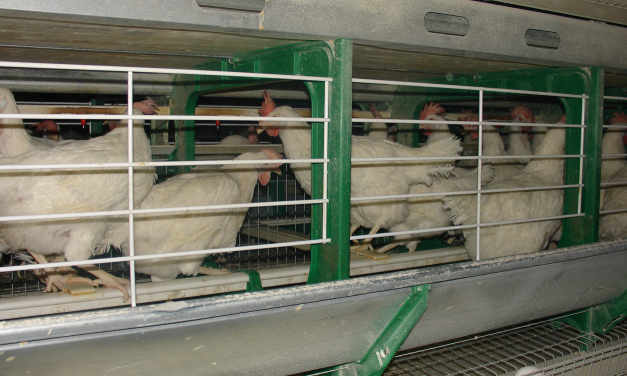 Trouw Nutrition España desarrolla una calibración NIR que permite realizar la determinación del tamaño de partícula en pienso de gallinas en un minuto
