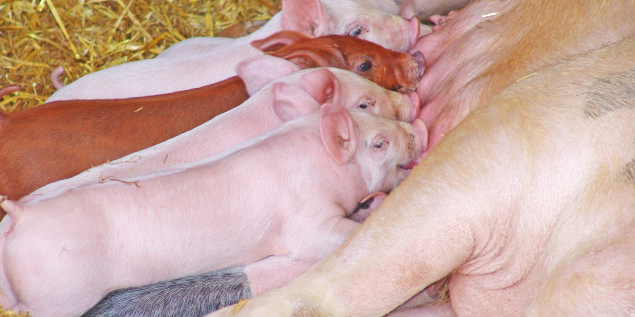 1.000 cerdos más cada día: así crece el sector porcino en Aragón