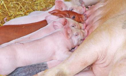 1.000 cerdos más cada día: así crece el sector porcino en Aragón
