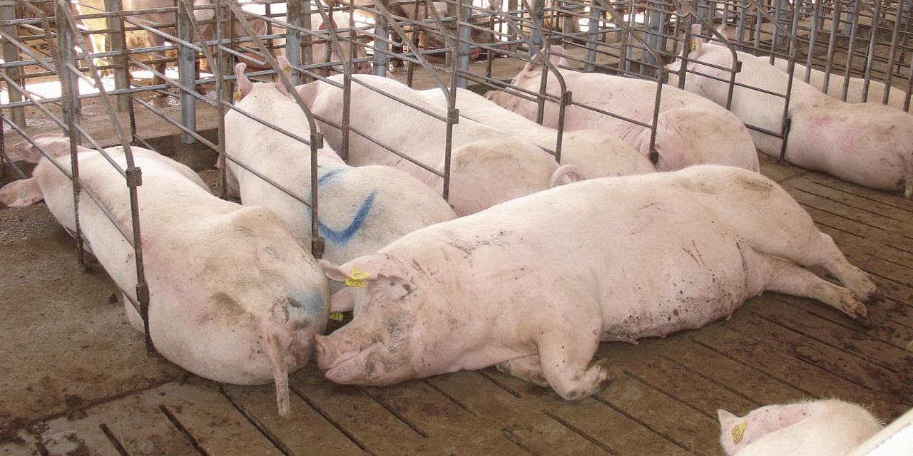 El sector porcino español dispara sus exportaciones en los últimos 10 años
